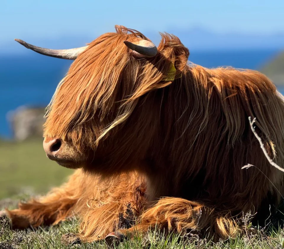 fine-dining-12 sharleen bonnie brae croft sq