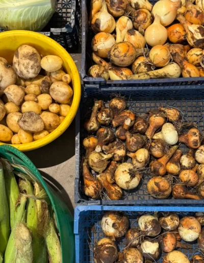 vegetables from the croft bonnie brae croft sq
