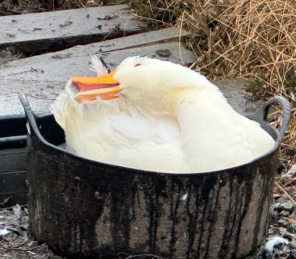 fine-dining-15 duck bath bonnie brae croft sq