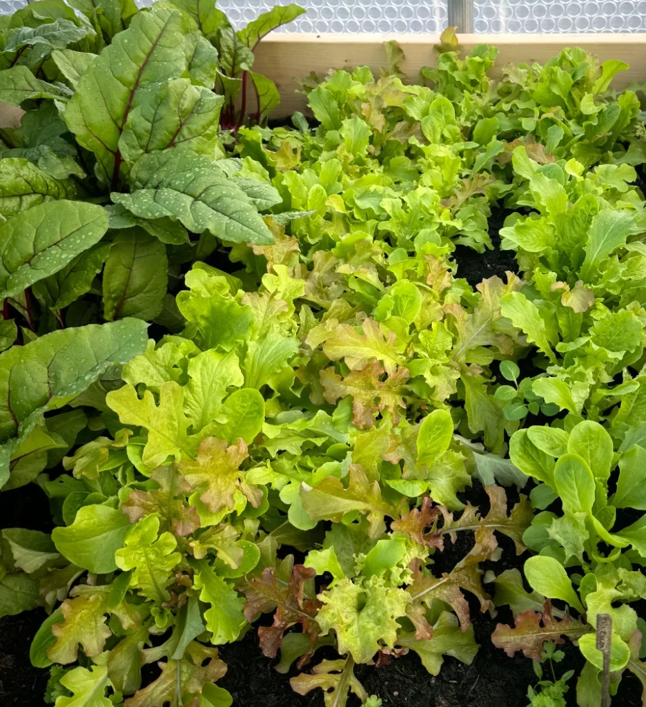 Bonnie Brae Croft, harvest - lettuce