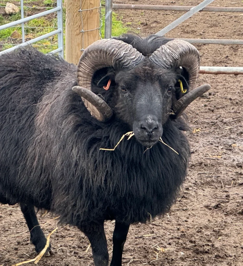 ram bonnie brae croft portrait