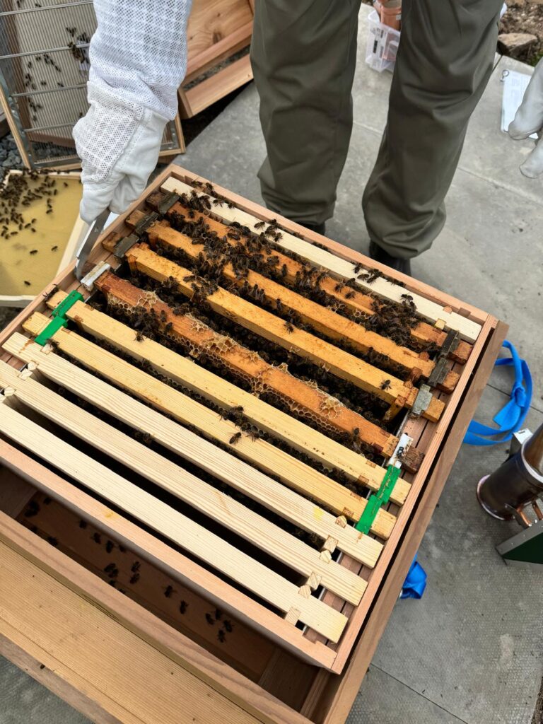 1st bee inspection 3080