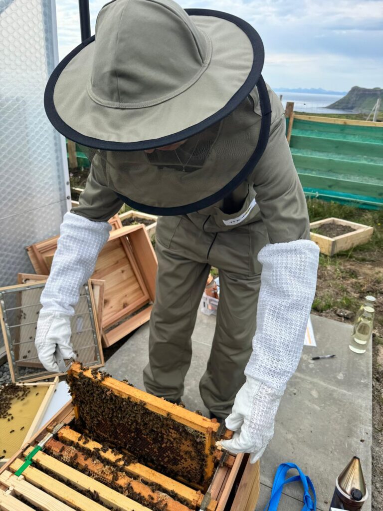 1st bee inspection 3083