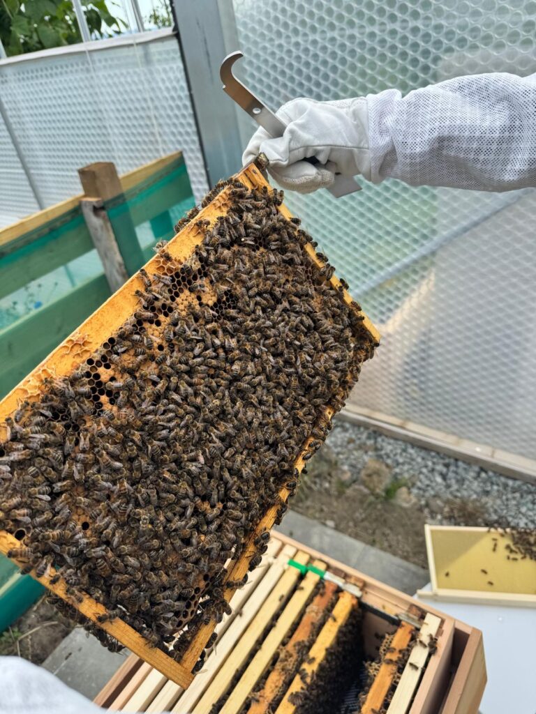 1st bee inspection 3085