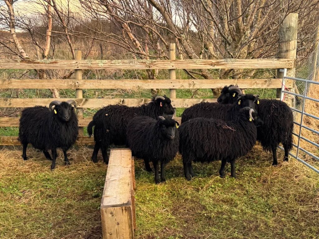 fence extension 3606