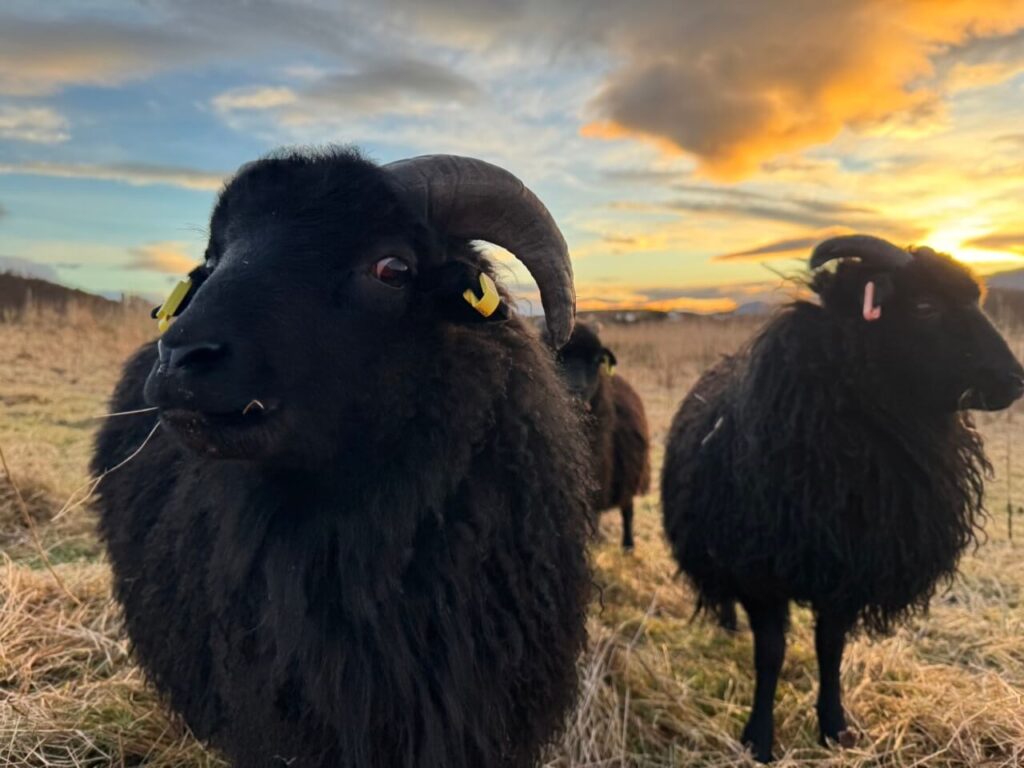 fence extension 3611