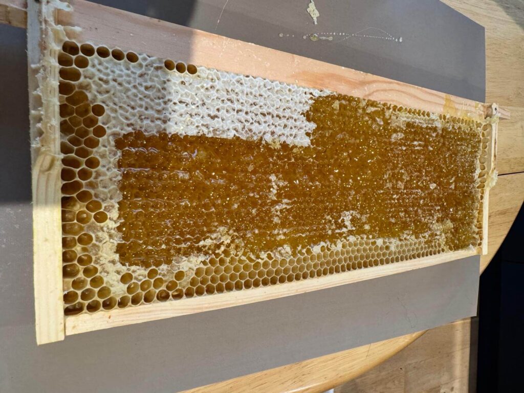 honey harvest