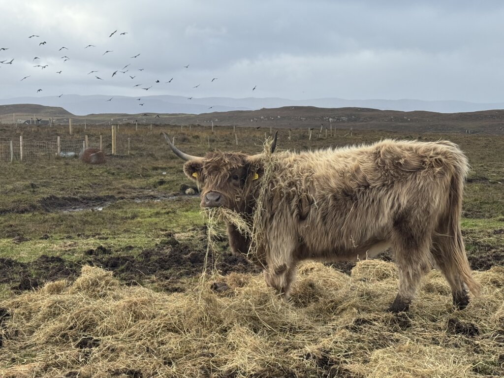 Hay bales unloaded, now the work begins