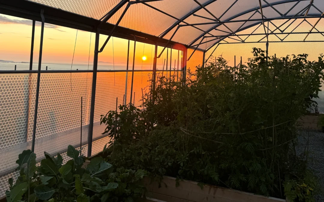 Keder Greenhouse Harvest