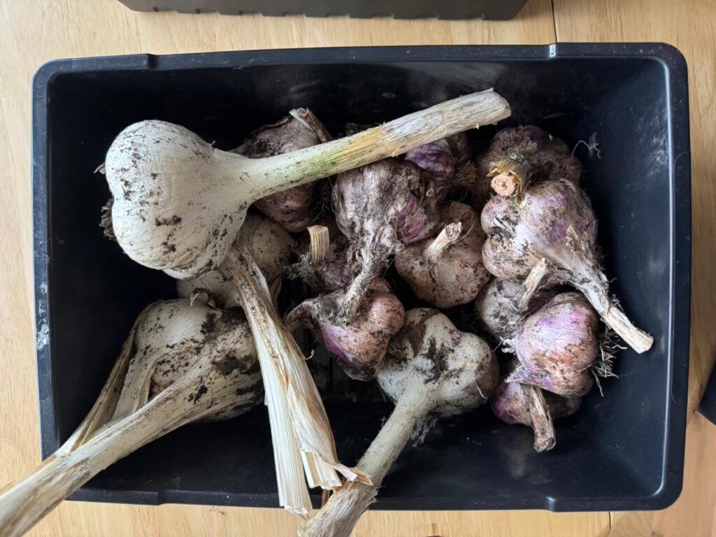 kederhouse 3116 large