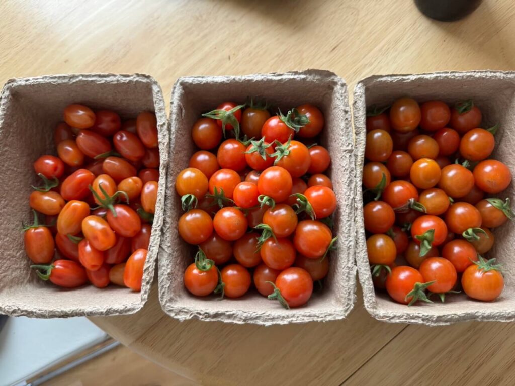 kederhouse 3169 large