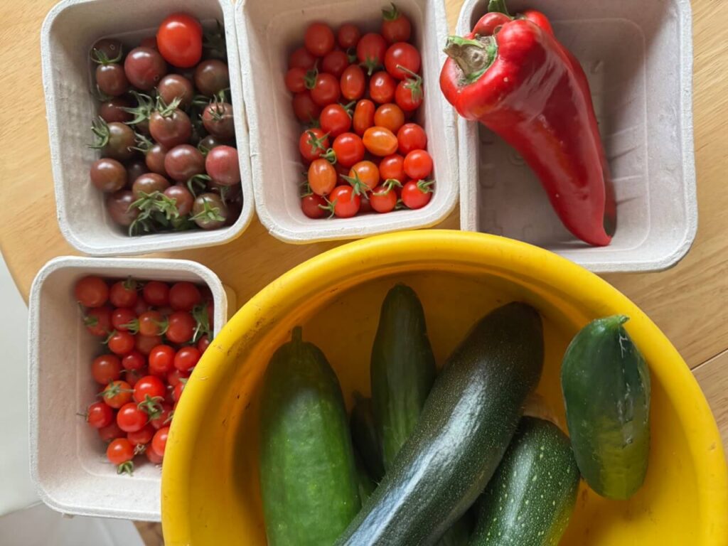 kederhouse 3308 large