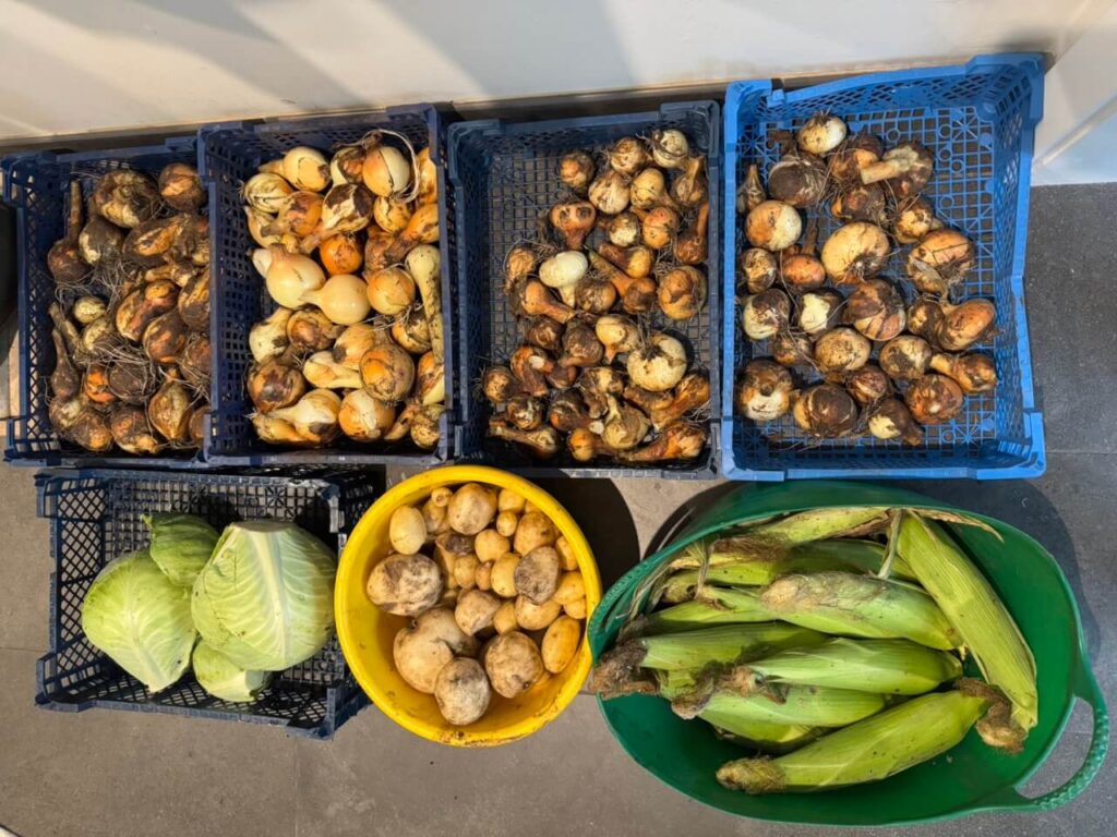 kederhouse 3345 large