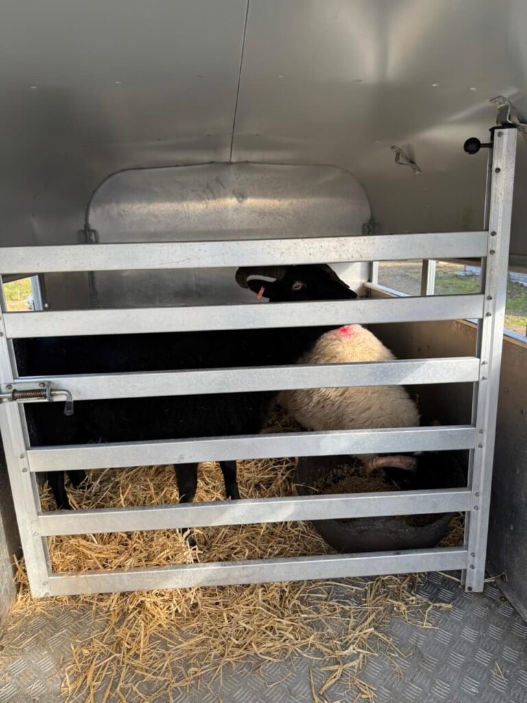 lamb meat 3240 large