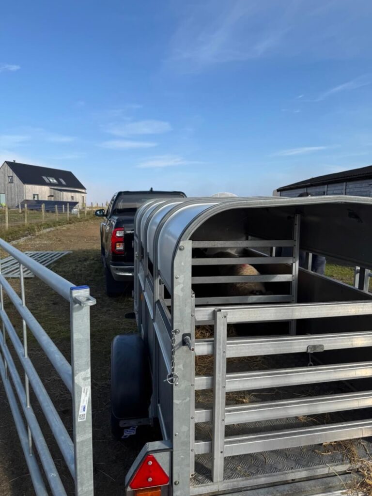 lamb meat 3242 large