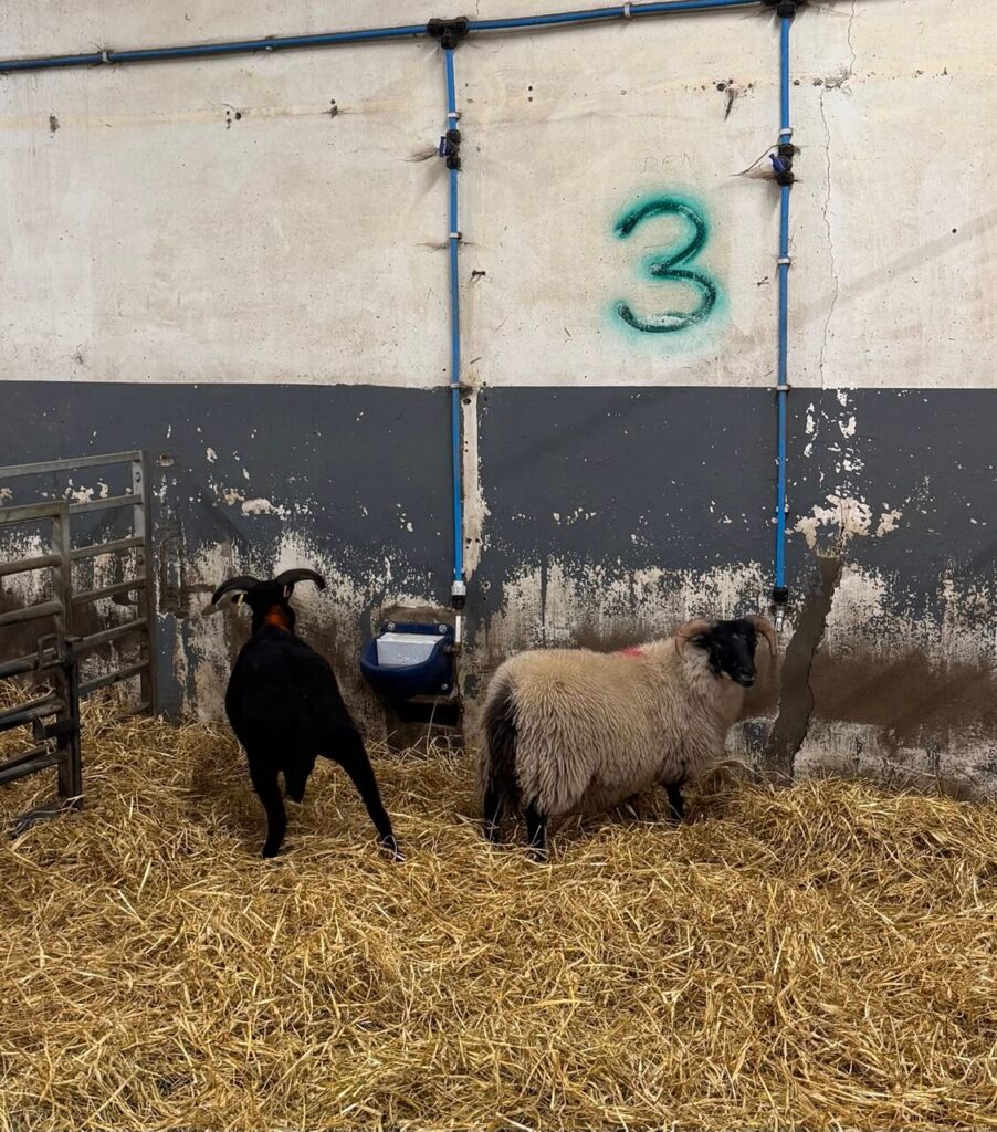 lamb meat 3243 large