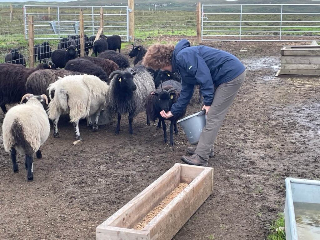 Bonnie Brae Croft, SRPID visit June 25 - feeding sheep