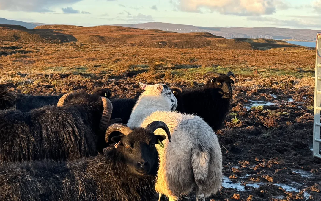 Our 2026 lambs are arriving