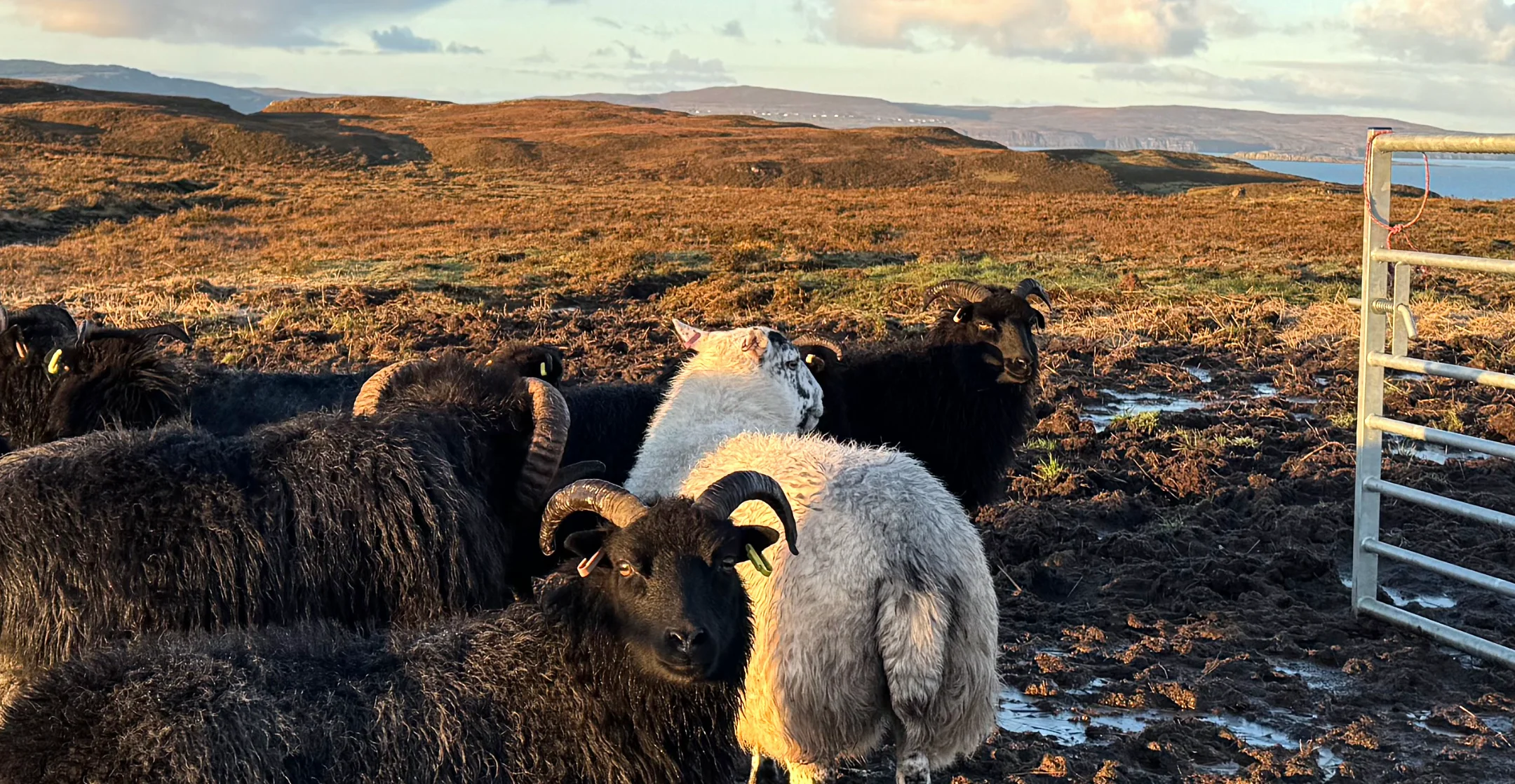 Bonnie Brae Croft, sheep got into the bigger field