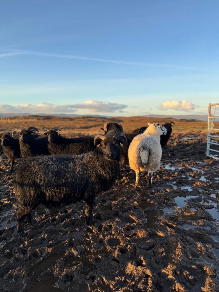 Bonnie Brae Croft - ewes getting into the bigger field