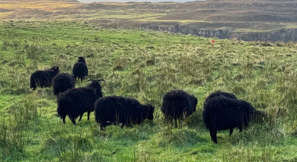 sheep lamb for sale 3551 large