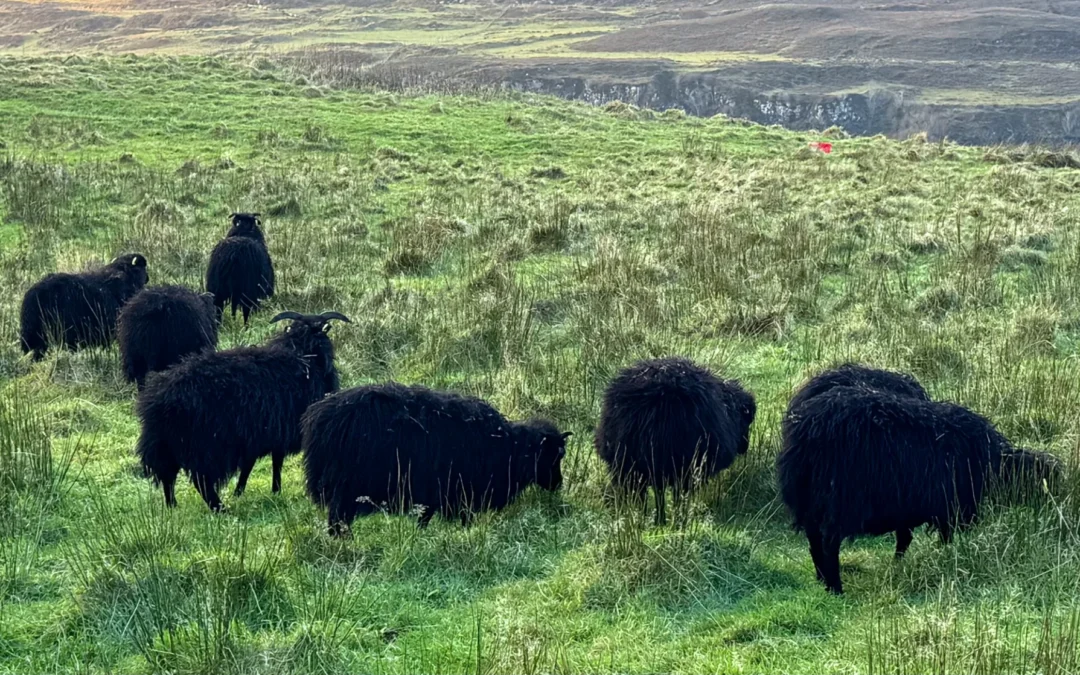 Downsizing our sheep flock
