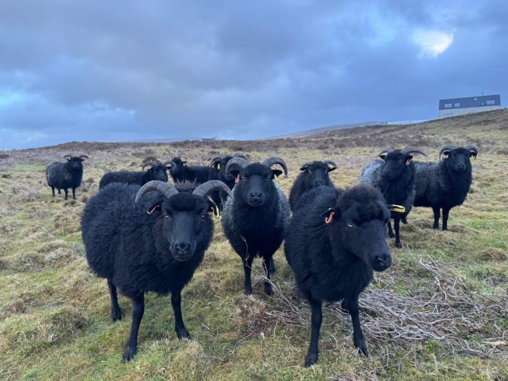 sheep lamb for sale 3554 large