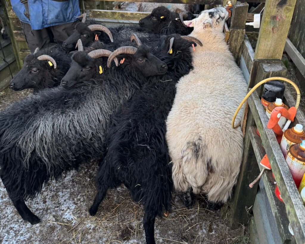 ewes waiting for the scan