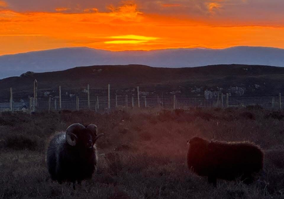 The Start to a successful lambing 2026