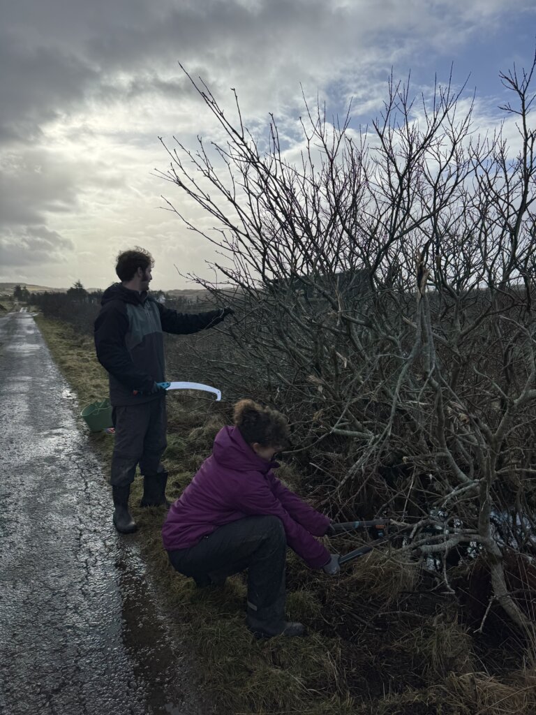 hedge cuttings