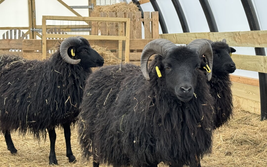 Hebridean Lamb