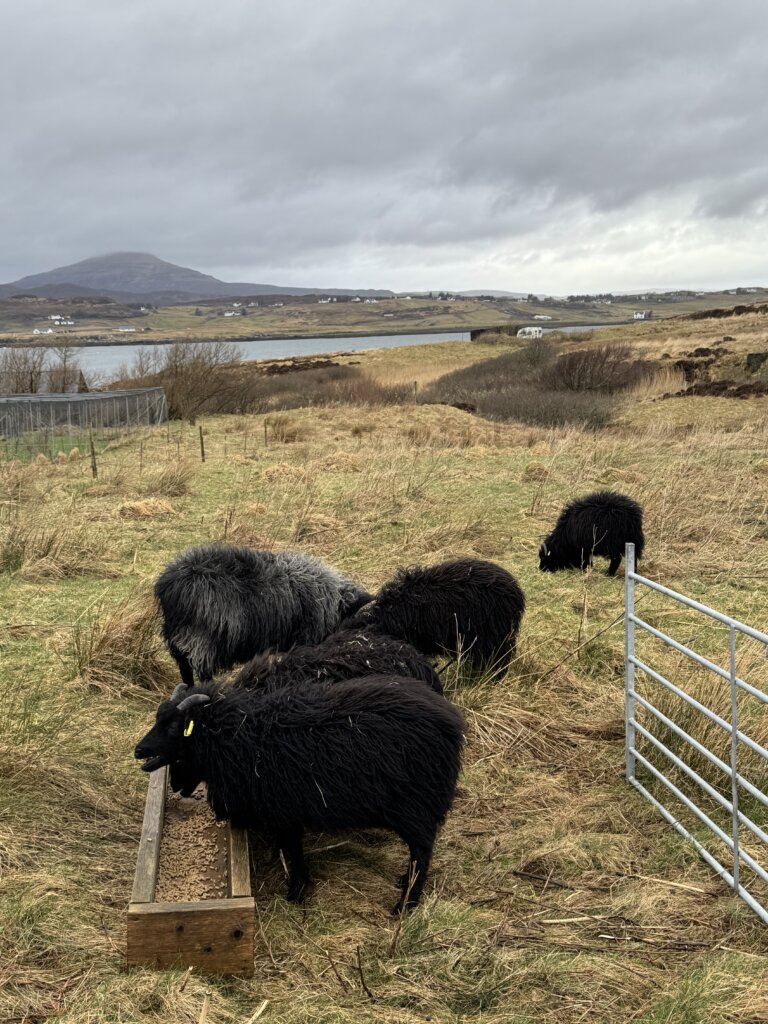 boys evening pellets