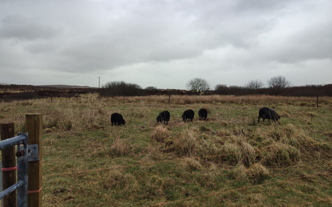 Boys arriving at new pasture