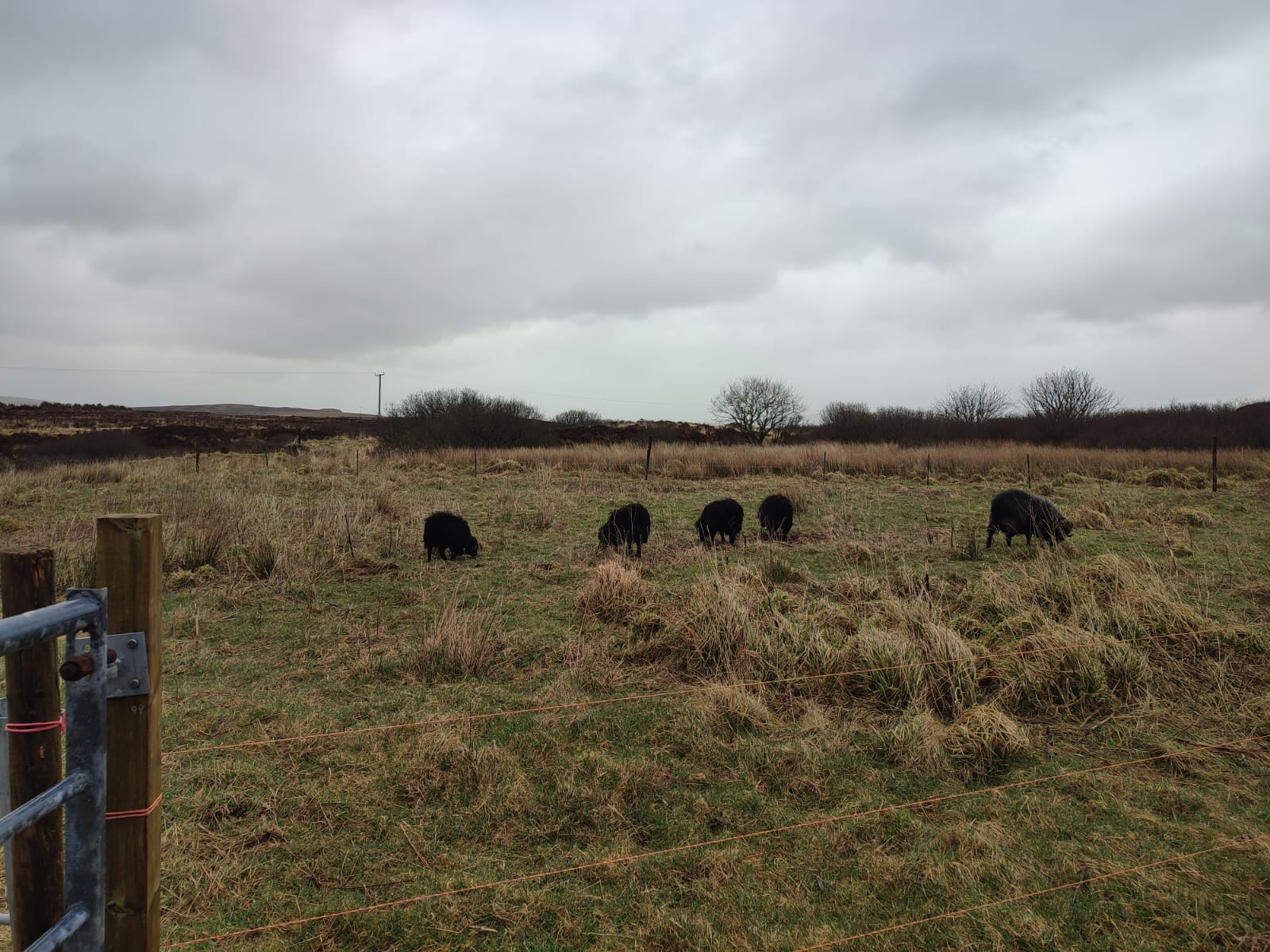 boys exploring the fresh field