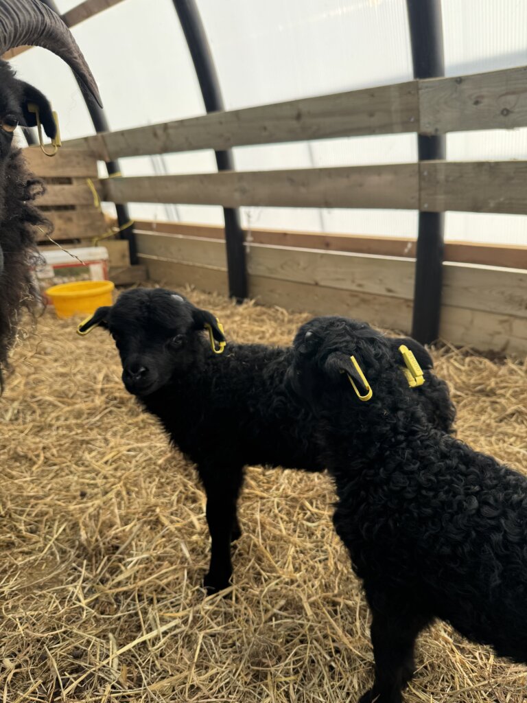 boys with eartags