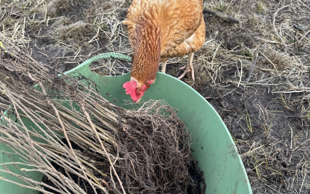 Farm Advisory Serve (FAS) Mentoring Support – Mentor Phil Knott