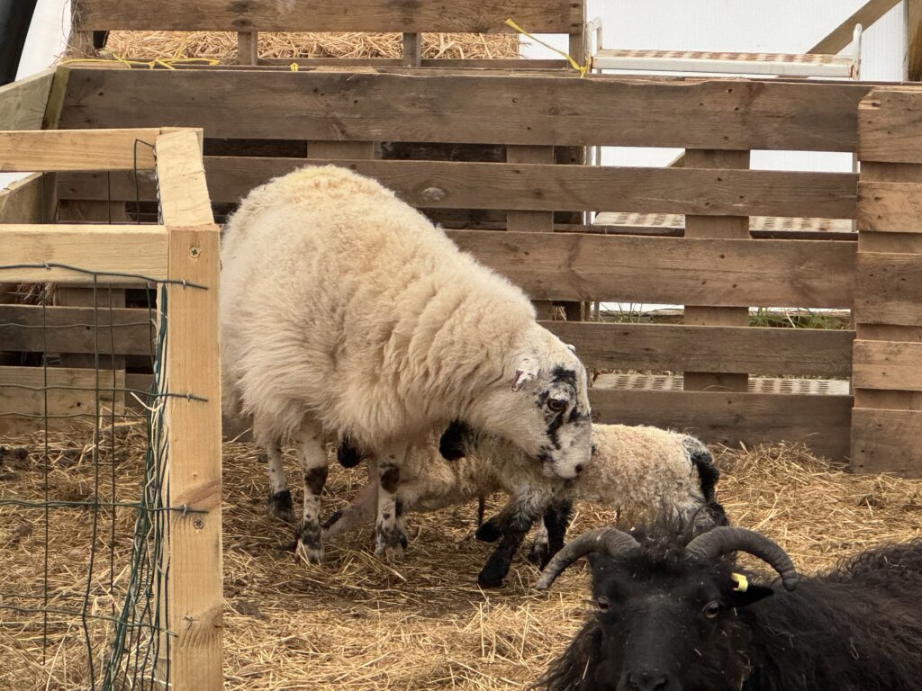 hippie with her newborn twins