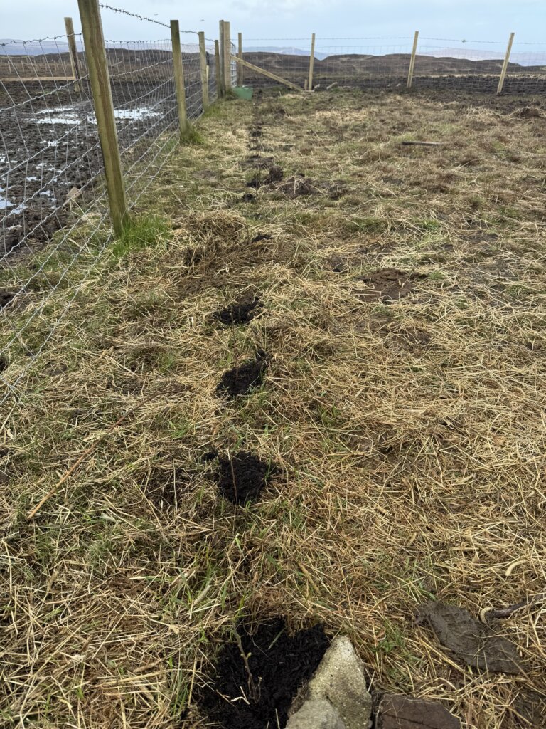 Birch hedging