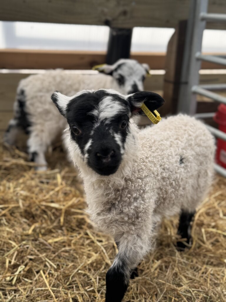 lottie with her new eartag