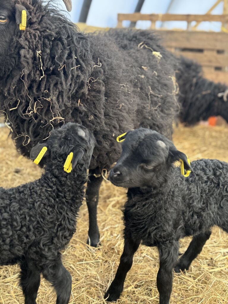 mum what is this in our ears