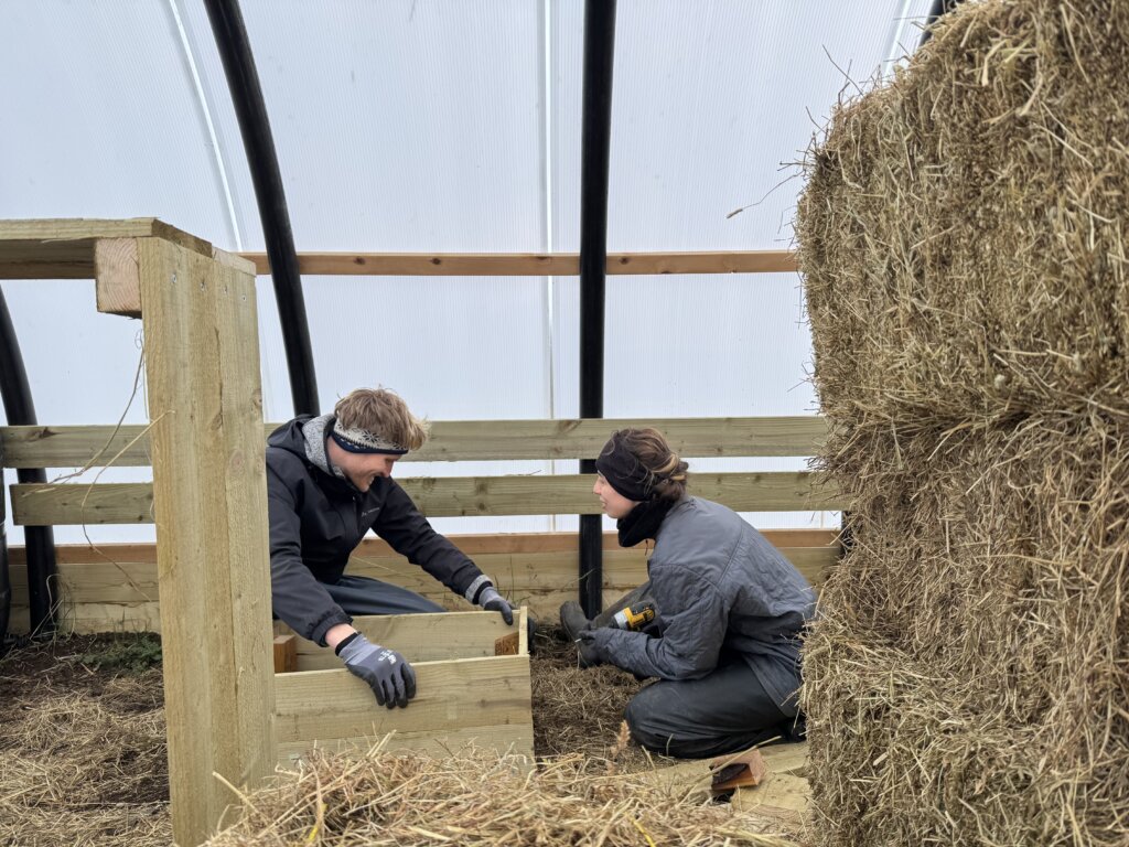 wwoof more plant boxes