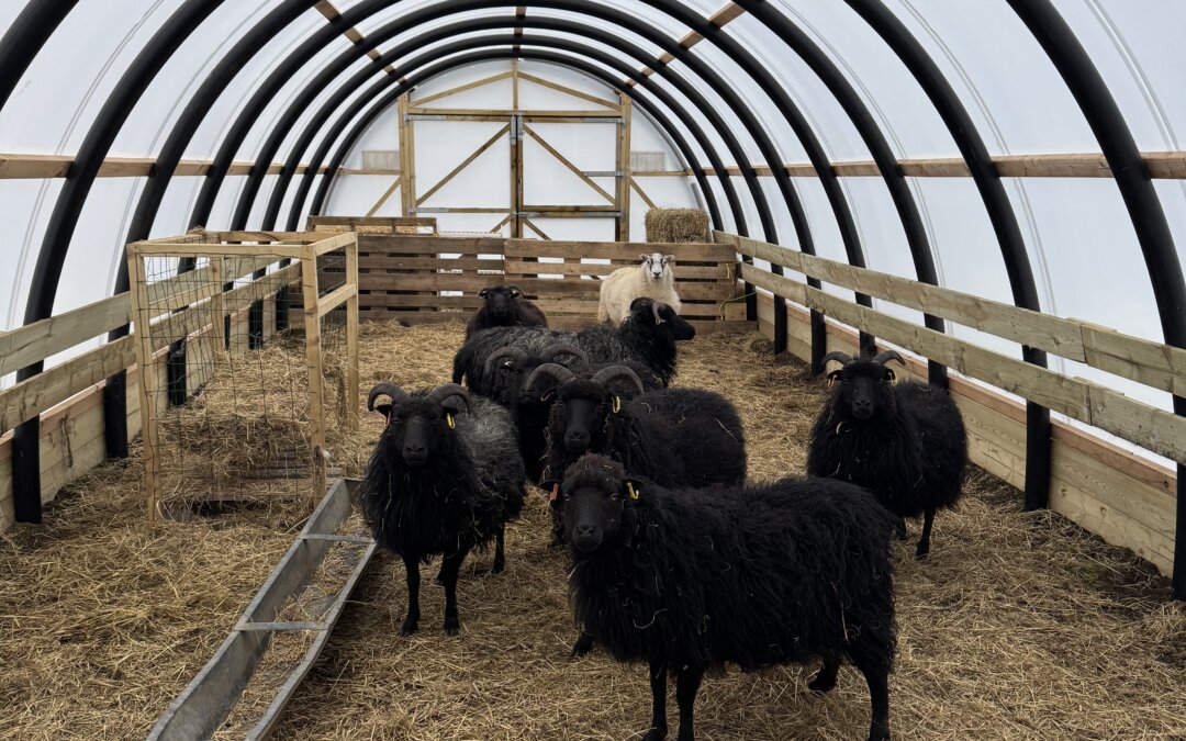 Waiting for the lambing to begin