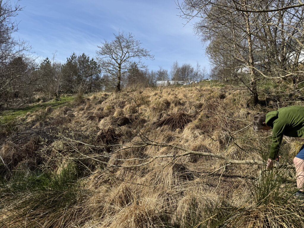 willow cuttings
