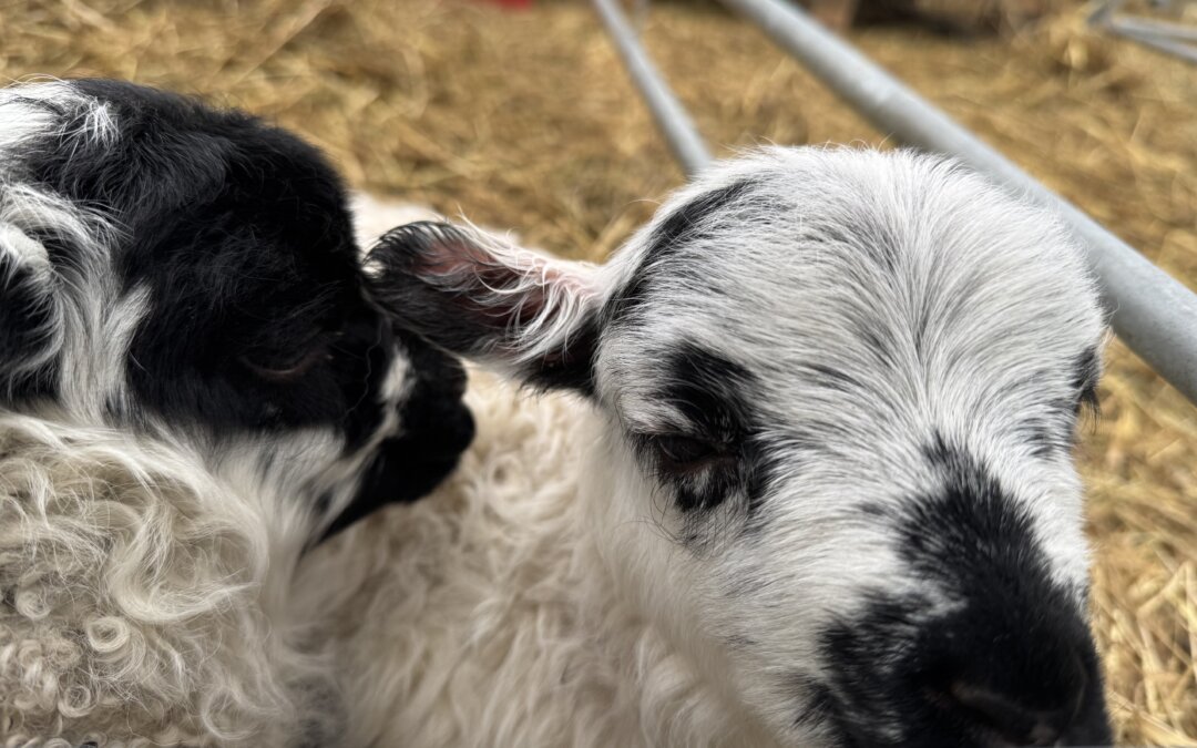 Lamb eartags
