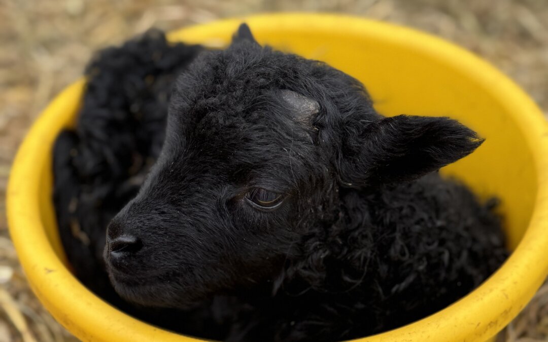 Lambing 2026 finished