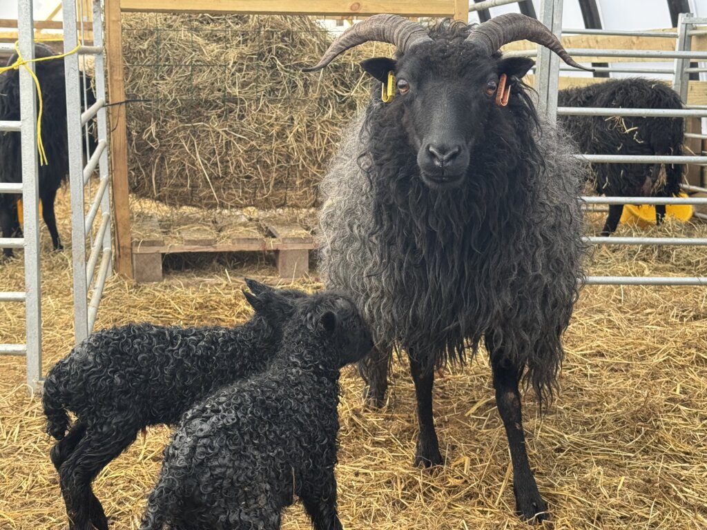 salt with mixed twins