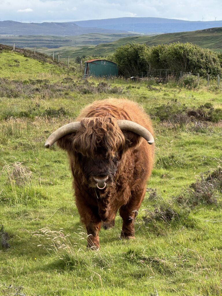 hamish
