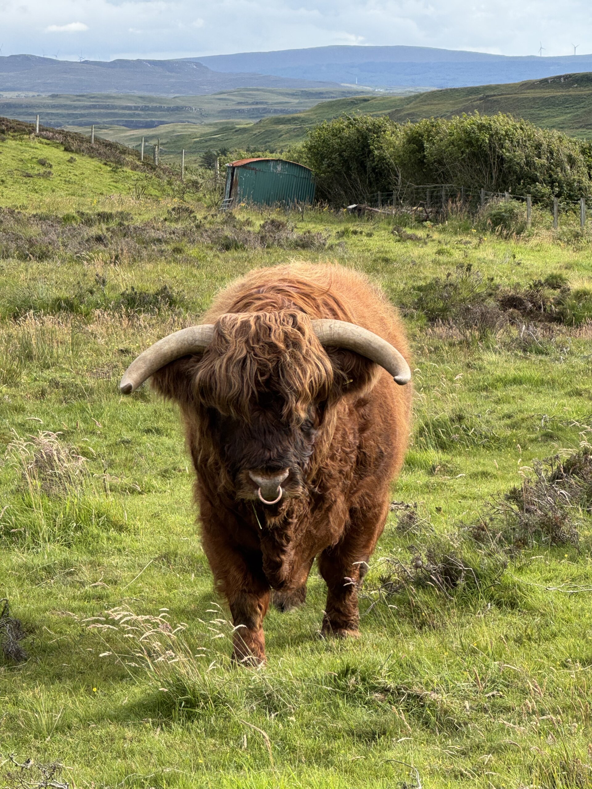 hamish
