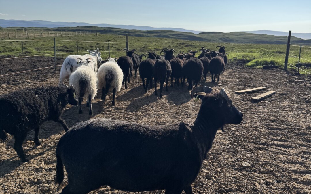 Shearing 2026