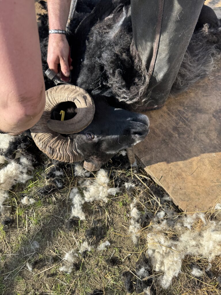 rob getting sheared